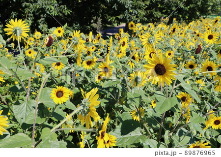夏のイメージがわく群生のひまわりも魅力的 夏のイメージがわく群生のひまわりも魅力的 89876965