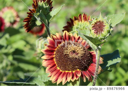 独創的な花姿が印象的なココア色の向日葵 独創的な花姿が印象的なココア色の向日葵 89876966