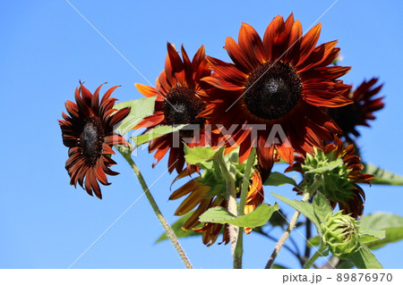 青空をバックにココア色が映えるヒマワリの花 青空をバックにココア色が映えるヒマワリの花 89876970