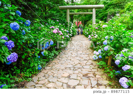 参道に咲く紫陽花と鳥居 89877115