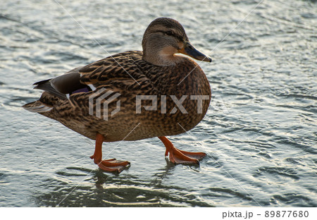 Ducks on the transparent ice of a frozen river on a frosty Sunny winter day. 89877680