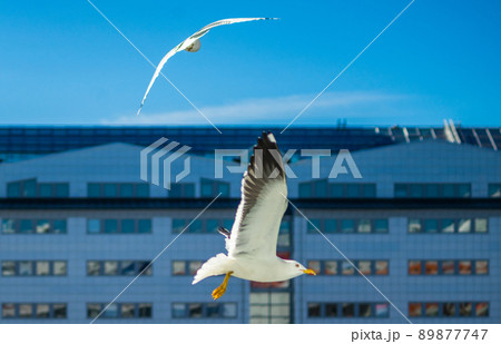 Two white sea gulls in the background of a skyscraper. Two white sea gulls in the background of a skyscraper. 89877747