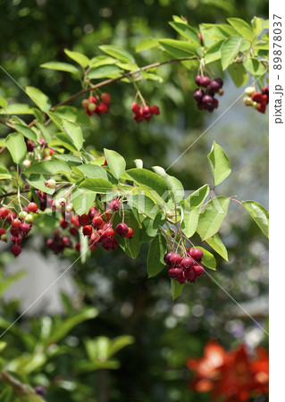 赤い実を付けたジューンベリー 89878037