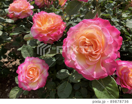 Blooming beautiful fragrant pink roses 89878736