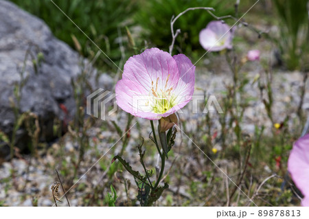 帰化植物であるが和名は昼咲月見草【ヒルザキツキミソウ】 帰化植物であるが和名は昼咲月見草【ヒルザキツキミソウ】 89878813