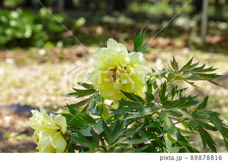 花弁の基部が炎形の茶褐色のボタン ハイヌーン 花弁の基部が炎形の茶褐色のボタン ハイヌーン 89878816
