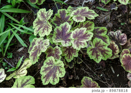 ヒューケレラ ソーラー エクリプスの葉の造形 ヒューケレラ ソーラー エクリプスの葉の造形 89878818