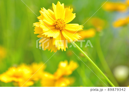 キンケイギク 89879342