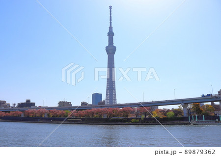隅田公園(隅田川緑道公園)の桜とスカイツリー 隅田公園(隅田川緑道公園)の桜とスカイツリー 89879362