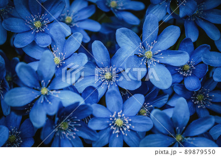 Blue flowers background Blue flowers background 89879550