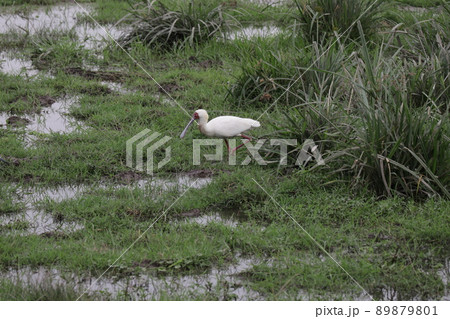 獲物を探すヘラサギ 89879801