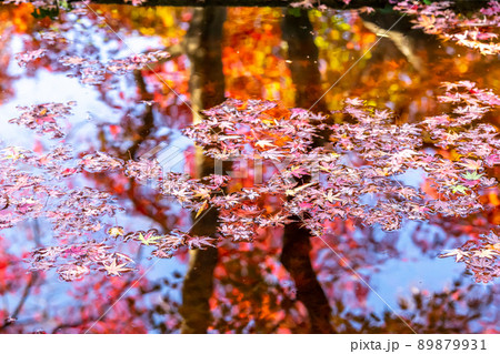 水面の落ち葉　紅葉　秋のイメージ 89879931