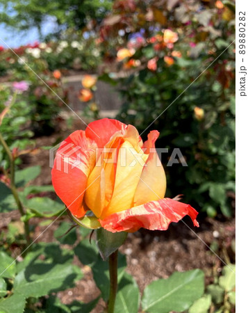 絞り薔薇 絞り薔薇 89880282