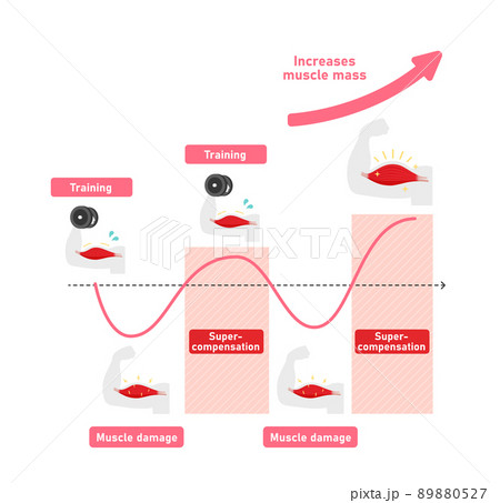 筋力トレーニング 筋トレ 筋肉の超回復のメカニズム イラスト 英語 のイラスト素材 0527