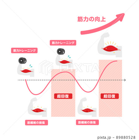 筋力トレーニング 筋トレ 筋肉の超回復のメカニズム イラストのイラスト素材 0528