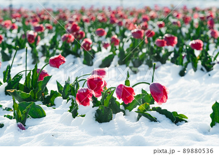 春なのに積雪のチューリップ畑 春なのに積雪のチューリップ畑 89880536