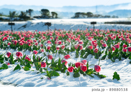 朝もやと積雪のチューリップ畑 89880538