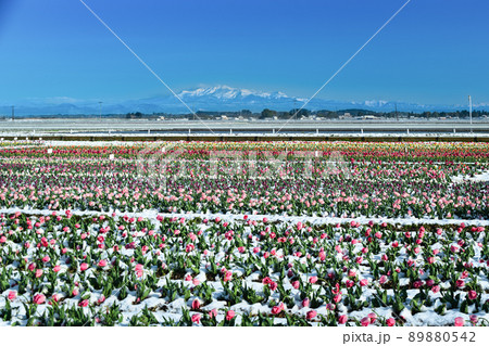 積雪のチューリップ畑と残雪の栗駒山 89880542