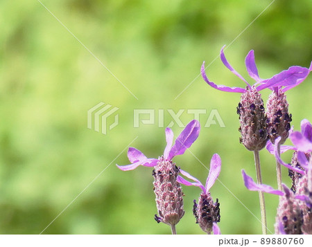ラベンダー lavender ラベンダー lavender 89880760