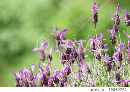 ラベンダー lavender ラベンダー lavender 89880762