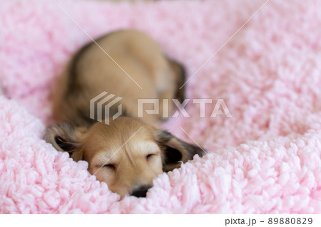 仔犬　カニンヘンダックスフンド 89880829