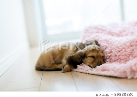 仔犬　カニンヘンダックスフンド 89880830