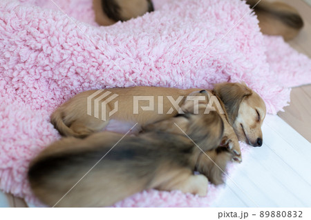 仔犬　カニンヘンダックスフンド 89880832