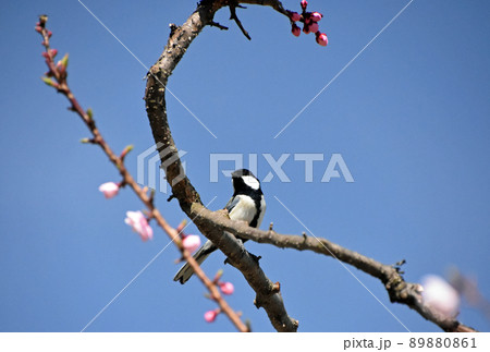 札幌平岡公園の梅林が満開でした。快晴の青空に白梅の花に囲まれた枝にとまるシジュウカラです。 89880861