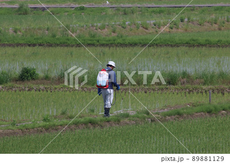 水田の畦道、除草剤散布 水田の畦道、除草剤散布 89881129