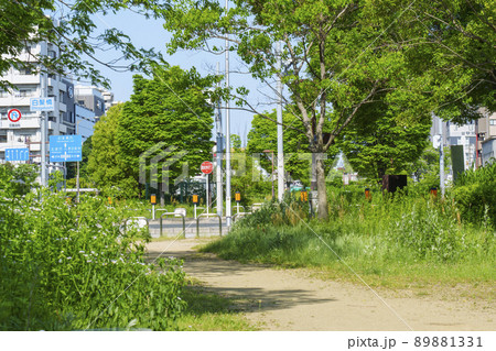 長堀通の分離帯部を遊歩道にした西横堀公園(大阪市西区) 長堀通の分離帯部を遊歩道にした西横堀公園(大阪市西区) 89881331
