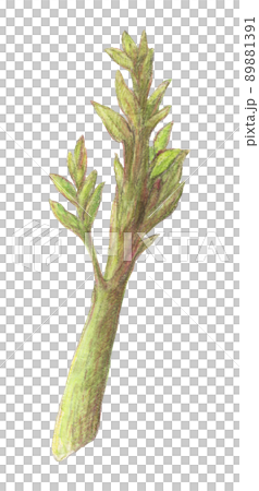 Udo 水彩鉛筆野菜插圖背景透明 Udo 水彩鉛筆野菜插圖背景透明 89881391