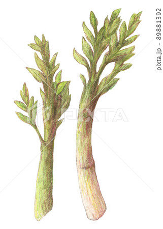 うど　水彩色鉛筆山菜イラスト　背景透過 89881392