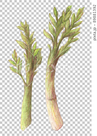 うど　水彩色鉛筆山菜イラスト　背景透過 89881392