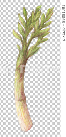 Udo watercolor pencil wild vegetable illustration background transparent 89881393