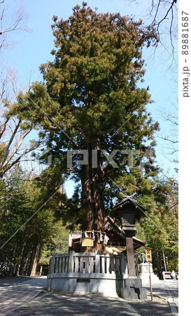 信濃國一之宮 諏訪大社 下社 秋宮 根入りの杉 89881687
