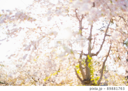 下から見た桜と太陽とボケ 89881763