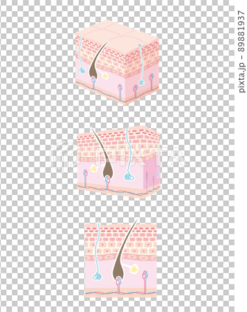 肌の断面図 89881937