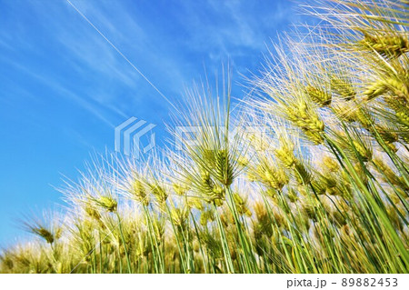 大麦畑 89882453