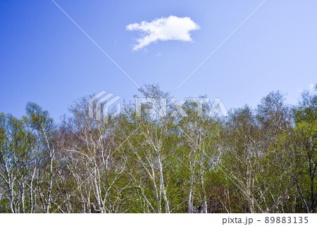 天狗山の白樺の木と青空 天狗山の白樺の木と青空 89883135