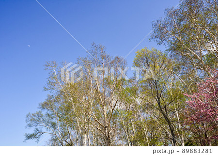 北海道　天狗山の桜と風景 89883281