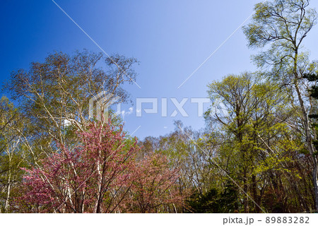 北海道　天狗山の桜と風景 89883282