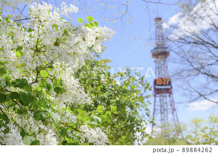 札幌大通公園のライラック（+テレビ塔）  89884262