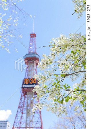 札幌大通公園のライラックとテレビ塔 札幌大通公園のライラックとテレビ塔 89884273