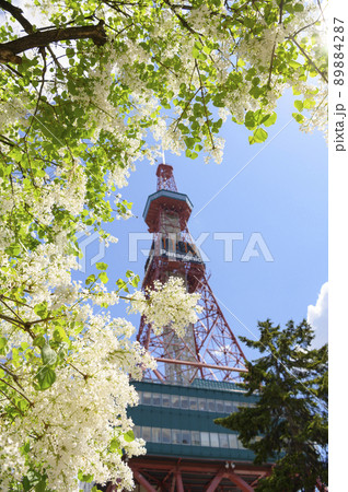札幌大通公園のライラックとテレビ塔 札幌大通公園のライラックとテレビ塔 89884287