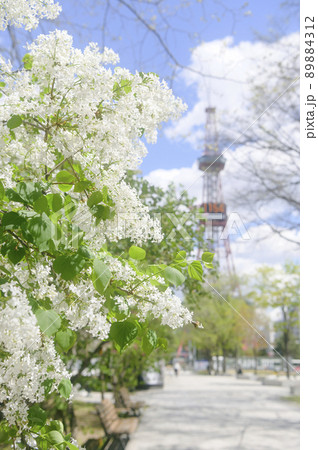 札幌大通公園のライラックとテレビ塔(シネマティック表現) 札幌大通公園のライラックとテレビ塔(シネマティック表現) 89884312