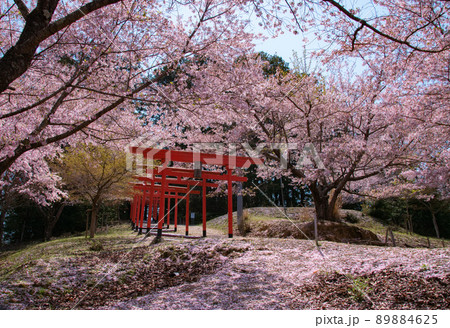 楳ヶ枝大明神の桜 和歌山県橋本市恋野 楳ヶ枝大明神の桜 和歌山県橋本市恋野 89884625