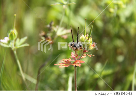 アメリカフウロ アメリカフウロ 89884642