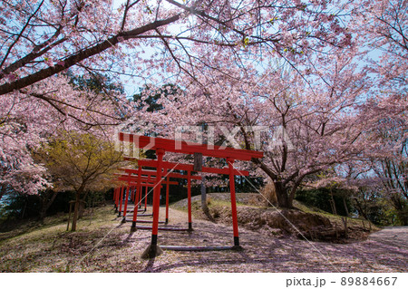 楳ヶ枝大明神の桜 和歌山県橋本市恋野 楳ヶ枝大明神の桜 和歌山県橋本市恋野 89884667