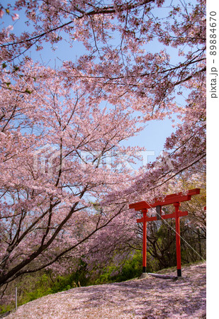 楳ヶ枝大明神の桜 和歌山県橋本市恋野 楳ヶ枝大明神の桜 和歌山県橋本市恋野 89884670