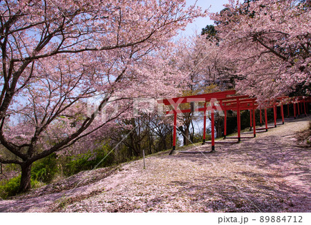 楳ヶ枝大明神の桜 和歌山県橋本市恋野 楳ヶ枝大明神の桜 和歌山県橋本市恋野 89884712